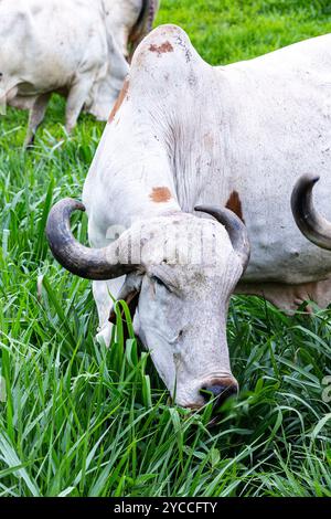 Girolando-Milchkühe weiden auf einem Bauernhof im Landesinneren von Minas Gerais, Brasilien Stockfoto