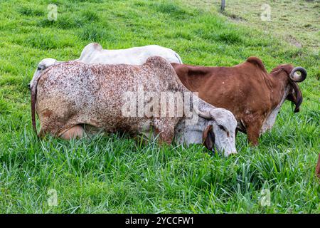 Girolando-Milchkühe weiden auf einem Bauernhof im Landesinneren von Minas Gerais, Brasilien Stockfoto