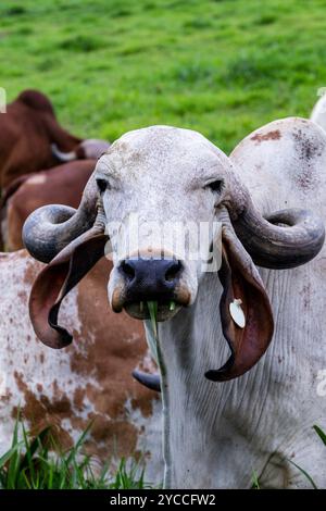 Girolando-Milchkühe weiden auf einem Bauernhof im Landesinneren von Minas Gerais, Brasilien Stockfoto