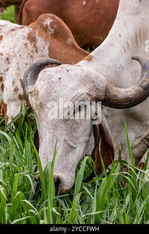 Girolando-Milchkühe weiden auf einem Bauernhof im Landesinneren von Minas Gerais, Brasilien Stockfoto