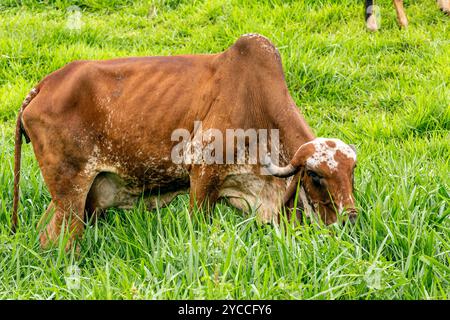 Girolando-Milchkühe weiden auf einem Bauernhof im Landesinneren von Minas Gerais, Brasilien Stockfoto