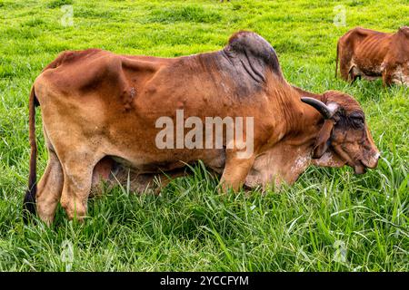 Girolando-Milchkühe weiden auf einem Bauernhof im Landesinneren von Minas Gerais, Brasilien Stockfoto