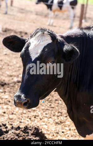 Nahaufnahme einer Kuh in einem Milchbetrieb auf dem Land von Minas Gerais, Brasilien Stockfoto
