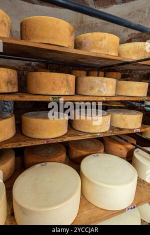 Käse im Reifkeller auf vertrauter Industrie auf dem Land des Bundesstaates Minas Gerais, Brasilien. Selektiver Fokus Stockfoto