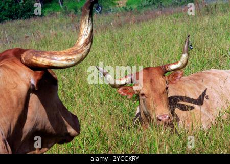 Texas Longhorn Vieh weidet auf der Weide. Auf einer Ranch an der Grenze von Brasilien Stockfoto