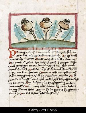 Papaver somniferum (Opiummohn) Illustration aus dem Kräuterbuch von Johannes Hartlieb (ca. 1410–1468), veröffentlicht um 1455 in Heidelberg, Deutschland, mit 3 Mohnköpfen. Stockfoto