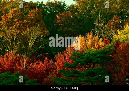 Herbstlaub, New York City Stockfoto
