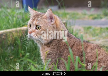 Rote Katze im Gras, die unter freiem Himmel läuft Stockfoto