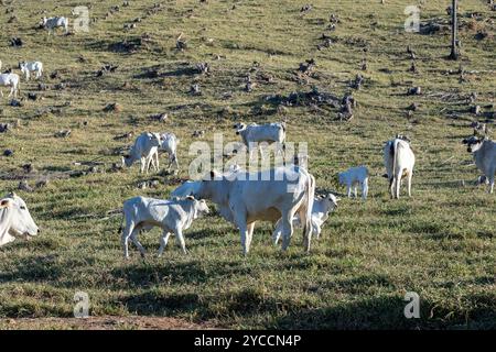 Zebu-Rinder der der Nelore-Rasse, auf der Weide auf dem Hügel, im Licht der Abenddämmerung. Landschaft des Bundesstaates Sao Paulo, Brasilien Stockfoto