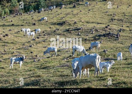 Zebu-Rinder der der Nelore-Rasse, auf der Weide auf dem Hügel, im Licht der Abenddämmerung. Landschaft des Bundesstaates Sao Paulo, Brasilien Stockfoto