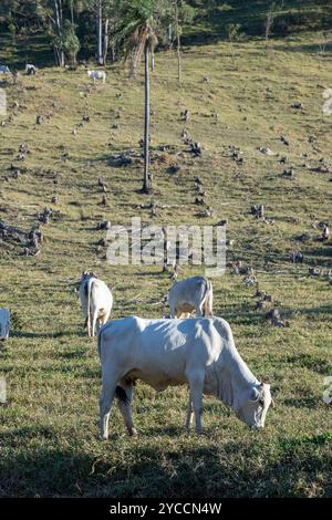 Zebu-Rinder der der Nelore-Rasse, auf der Weide auf dem Hügel, im Licht der Abenddämmerung. Landschaft des Bundesstaates Sao Paulo, Brasilien Stockfoto