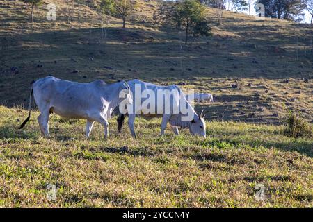 Zebu-Rinder der der Nelore-Rasse, auf der Weide auf dem Hügel, im Licht der Abenddämmerung. Landschaft des Bundesstaates Sao Paulo, Brasilien Stockfoto