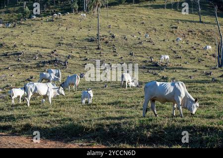 Zebu-Rinder der der Nelore-Rasse, auf der Weide auf dem Hügel, im Licht der Abenddämmerung. Landschaft des Bundesstaates Sao Paulo, Brasilien Stockfoto