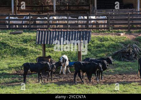 Eine Gruppe von Rindern, die auf dem Bauernhof im brasilianischen Bundesstaat Minas Gerais gefangen sind Stockfoto