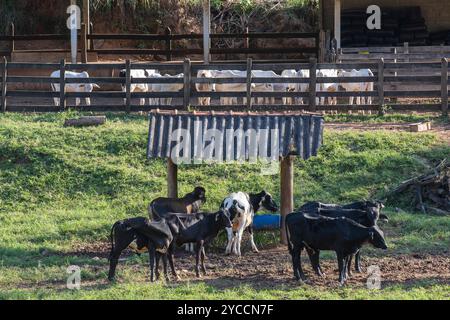 Eine Gruppe von Rindern, die auf dem Bauernhof im brasilianischen Bundesstaat Minas Gerais gefangen sind Stockfoto