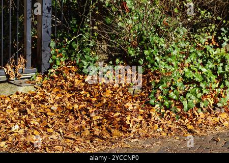 Schließen Sie herbstliche Buchen- und Kastanienblätter auf der Straße an einem Metallzaun und Baum und Efeu. Herbst, Oktober, Niederlande Stockfoto