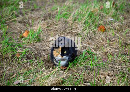 Eine Calico-Katze sitzt friedlich auf dem Gras, umgeben von verstreuten Herbstblättern und genießt das warme Sonnenlicht eines angenehmen Nachmittags im Garten Stockfoto