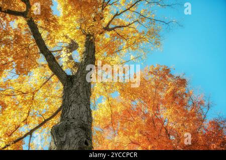 Blick nach oben auf große Ahornbäume mit hellorange und goldgelben Herbstlaub vor blauem Himmel. Schöner sonniger Herbsttag. Stockfoto
