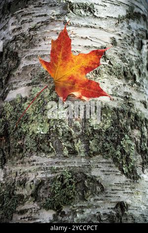 Buntes und helles Herbstahornblatt gegen Birkenrinde Stockfoto