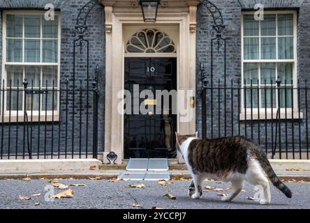 London, England, Großbritannien. Oktober 2024. LARRY, die Katze aus der Downing Street, wird vor Nummer 10 gesehen. (Kreditbild: © Tayfun Salci/ZUMA Press Wire) NUR REDAKTIONELLE VERWENDUNG! Nicht für kommerzielle ZWECKE! Stockfoto