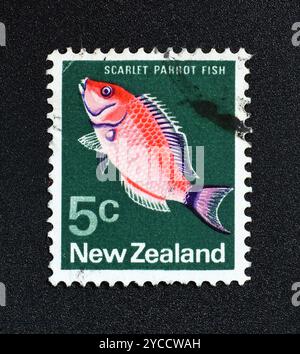 Gestempelte Briefmarke, gedruckt von Neuseeland, die Scarlet Papageienfische (Pseudolabrus Miles) zeigt, um 1973. Stockfoto