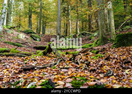 Eine atemberaubende Herbstlandschaft mit farbenfrohem Laub und gefallenen Blättern Stockfoto