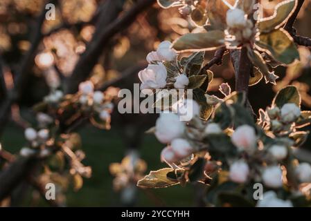 Apfelbaumzweige mit blühenden weißen Blüten Stockfoto