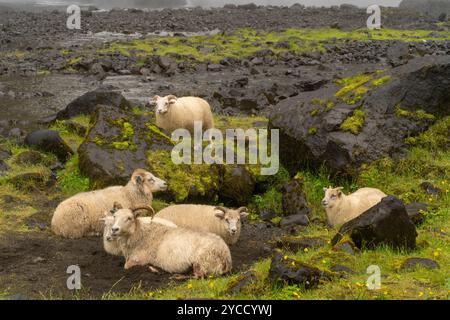 Schafe, die zwischen moosbedeckten Felsen auf dem Land ruhen Stockfoto