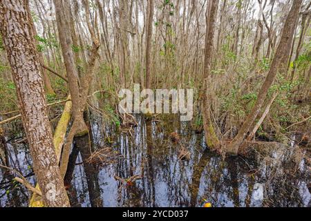 Tangled Forest in Deep in a Swamp im Okefenokee National Wildlife Refuge in Georgia Stockfoto