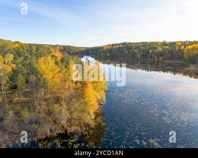 Luftaufnahme der herbstlichen Waldlandschaft mit gelben Laubbäumen an einem blauen ruhigen See in Schweden an einem klaren Herbsttag Stockfoto