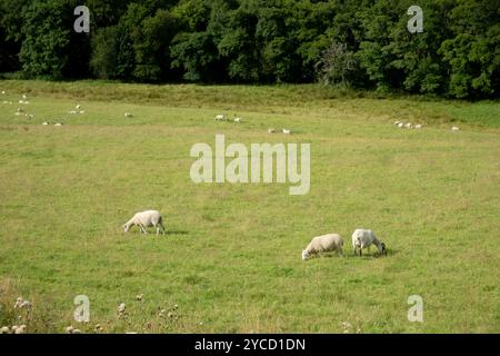 Grünes Grasfeld mit weidenden Schafen Stockfoto