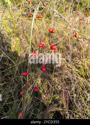 Wilde Hagebutte: Ein lebendiger Busch mit Haufen von leuchtend roten Hagebutten steht hoch in einem Feld von hohem Gras. Stockfoto