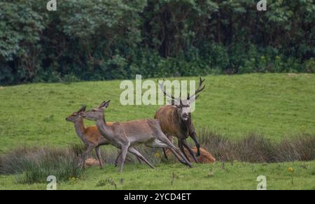 Rotwild im Killarney National Park, Oktober 2024 Stockfoto