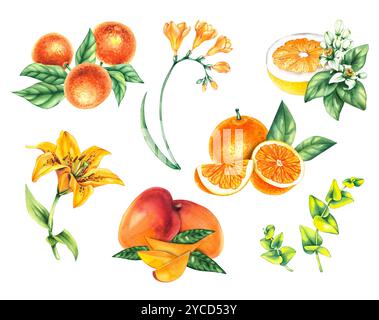Aquarell handgezeichnete botanische Illustrationen Stockfoto