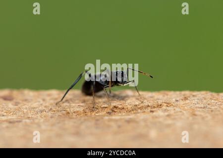 Eine Ameisenimitierende Springspinne (Myrmarachne sp), auch bekannt als Ameisenähnliche Springspinne Stockfoto