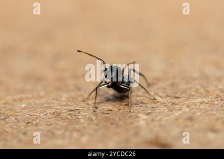 Eine Ameisenimitierende Springspinne (Myrmarachne sp), auch bekannt als Ameisenähnliche Springspinne Stockfoto