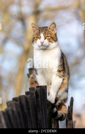 Eine gestreifte Katze sitzt an einem sonnigen Tag auf einem alten Holzzaun in einem Garten. Stockfoto