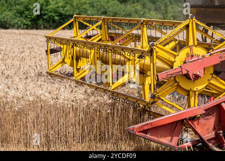 Mähdrescher bei der Arbeit auf Weizenfeld, detaillierte Darstellung der Schneidleiste. Stockfoto