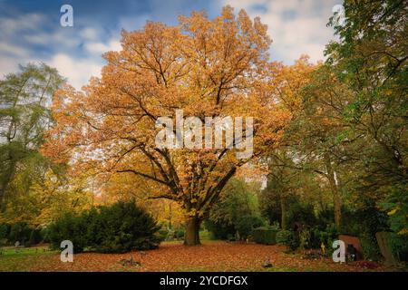 Eine alte Eiche in prächtigem Herbstlaub auf einem Friedhof Stockfoto