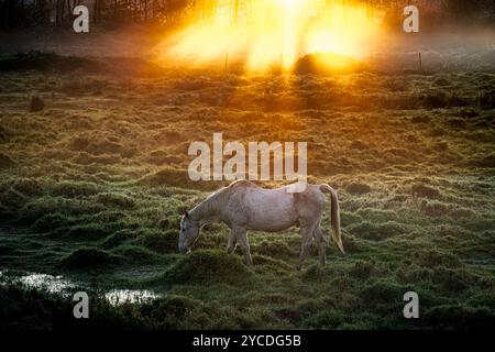 Pferd im Feld bei Sonnenaufgang. Stockfoto