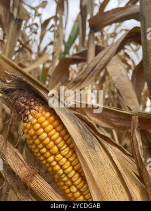 Ein einzelnes Ohr aus Maisspitzen aus der Schale, eingebettet in die trockenen Stiele - ein Symbol für die goldene Herbstgüte, die darauf wartet, geerntet zu werden. Stockfoto