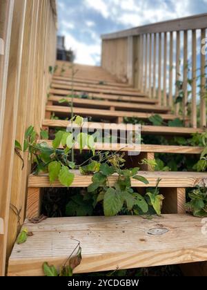 Hölzerne Treppen steigen in den blauen Himmel, die Natur holt jeden Schritt zurück. Grüne Blätter vermischen sich mit rohem Holz, eine harmonische Mischung aus Struktur und Wildheit Stockfoto