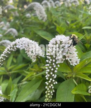 Eine Biene wird gefangen, während sie Nektar aus einer gekrümmten Gruppe weißer Wildblumen sammelt und der ruhigen Szene Leben und Bewegung verleiht. Stockfoto