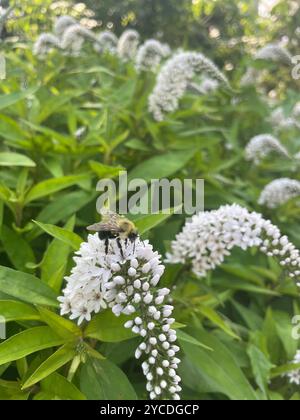 Eine Biene wird gefangen, während sie Nektar aus einer gekrümmten Gruppe weißer Wildblumen sammelt und der ruhigen Szene Leben und Bewegung verleiht. Stockfoto