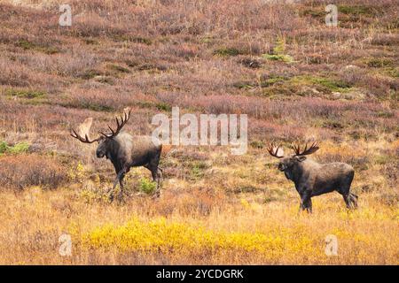 Bullenelche kämpfen um die Dominanz während des Aufruhrs in SüdzentralAlaska. Stockfoto