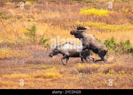 Bullen und Kuhelchen paaren sich in südzentralem Alaska. Stockfoto