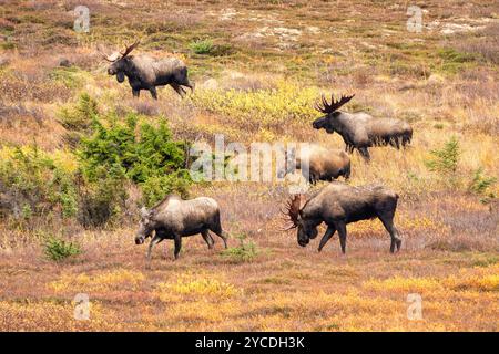 Bullen und Kuhelche während der Rillen in SüdzentralAlaska. Stockfoto