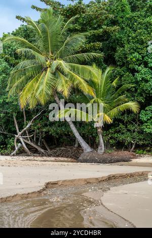 Kokospalmen überragen einen kleinen Bach am Narragon Beach, Mission Beach, North Queensland Australien Stockfoto