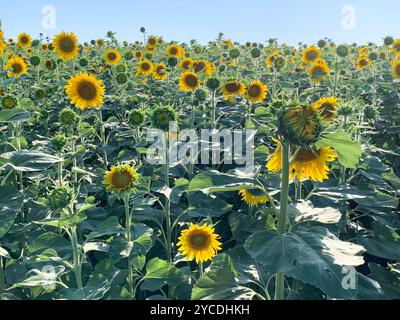 Feld mit hellgelben offenen Sonnenblumen und grünen blühenden Sonnenblumen im Juli Stockfoto