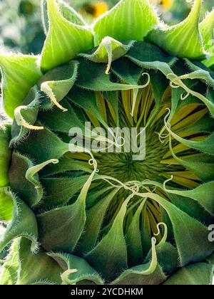 Detaillierte Ansicht der hellgrünen blühenden Sonnenblume im Juli aus nächster Nähe Stockfoto